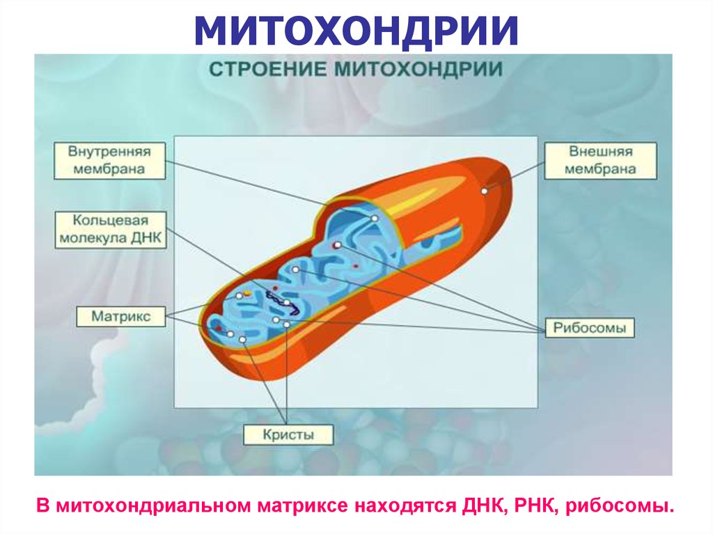 Митохондрия рнк. Структура органоидов митохондрия. Строение матрикса митохондрий. Схема строения митохондрии. Строение митохондрии ЕГЭ.