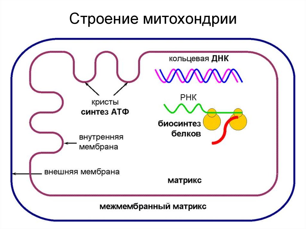 5 строение митохондрий. Схема строения митохондрии. Строение и функции митохондрии клетки. Митохондрии строение цитология. Схематичное строение митохондрии.