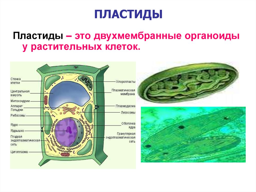 Есть ли у растений клетки. Строение клетки 9 класс биология пластиды. Хлоропласты клетки зарисовка. Строение клетки пластиды 5 класс биология. Клетка с пластидами и хлоропластами.