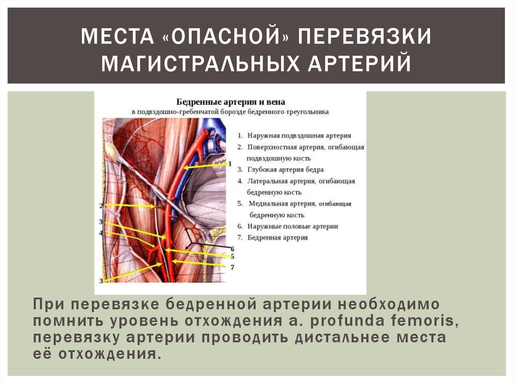 Бедренная артерия где находится фото