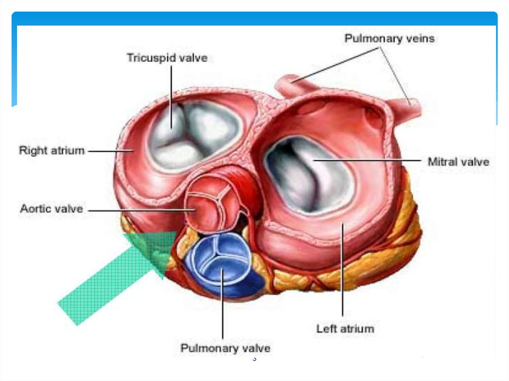 Сердечный клапан. 2-Створчатый митральный клапан. Клапаны сердца. Легочный клапан сердца. Нейтральный клапан сердца.