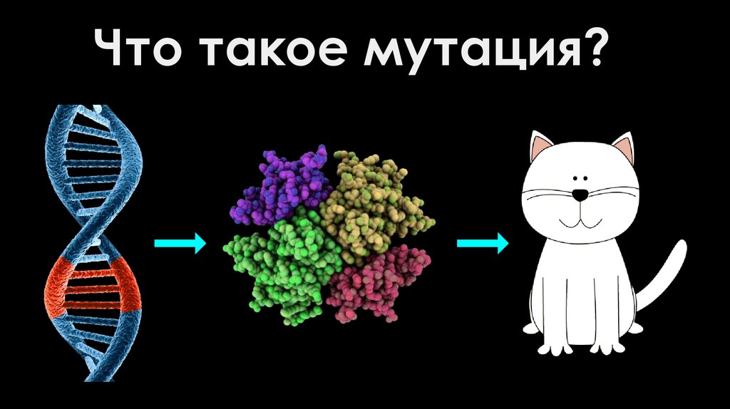 Что такое мутация?