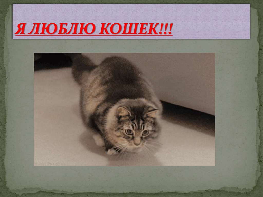 Я ЛЮБЛЮ КОШЕК!!!