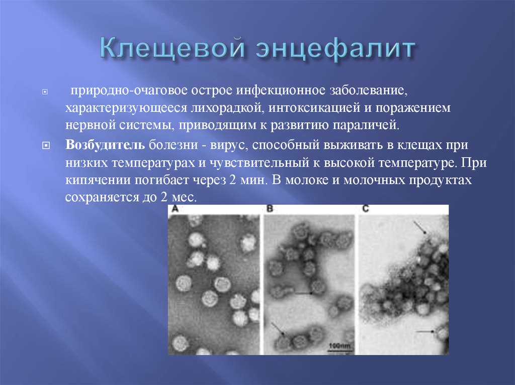 Презентация возбудители трансмиссивных инфекций