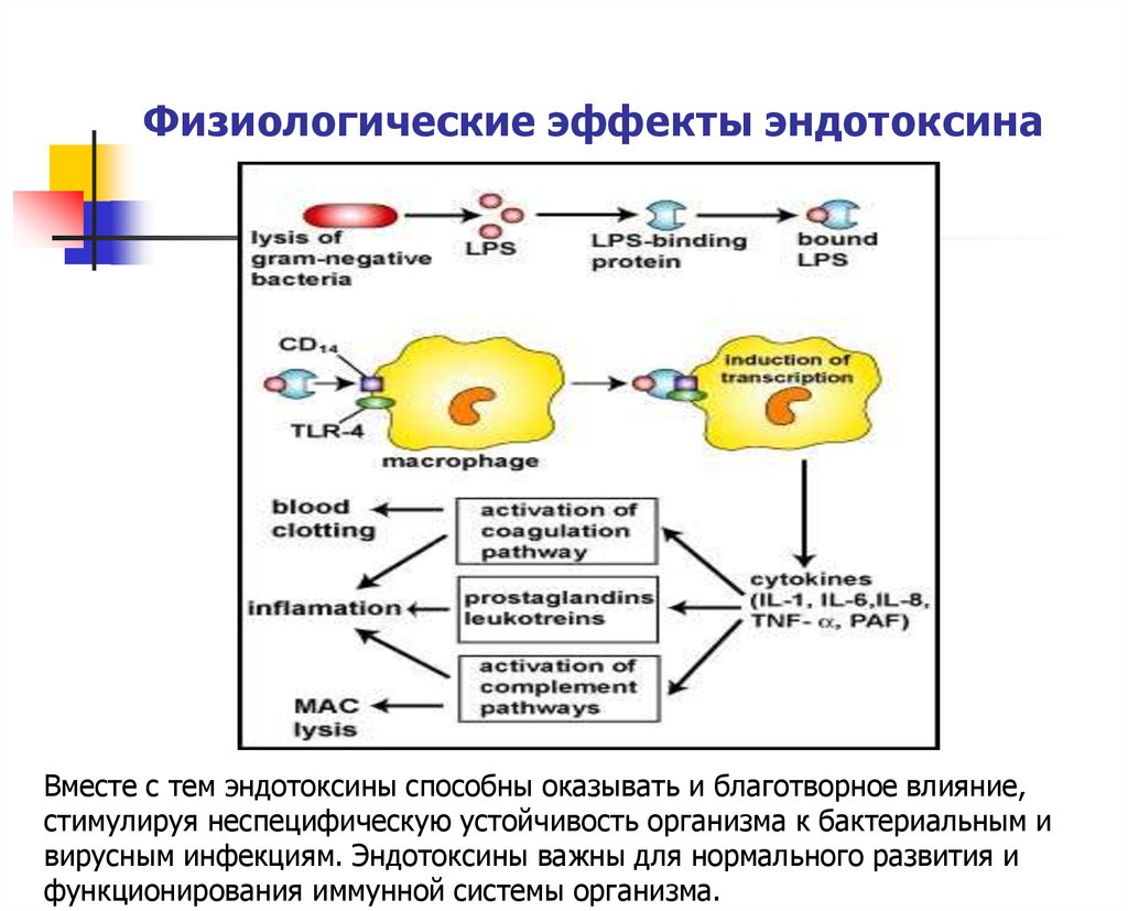 Экзо и эндотоксины презентация