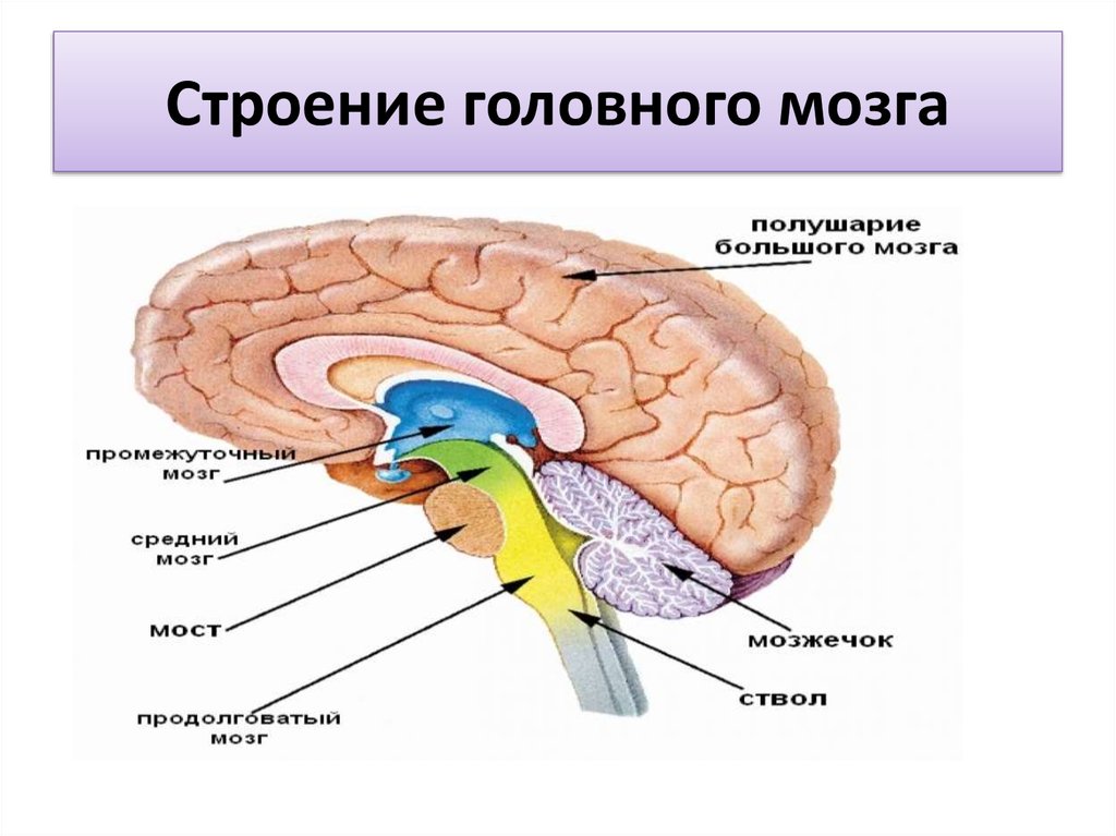 Строение головного мозга картинка