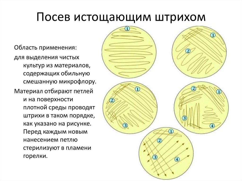 Опыт бухнера микробиология рисунок