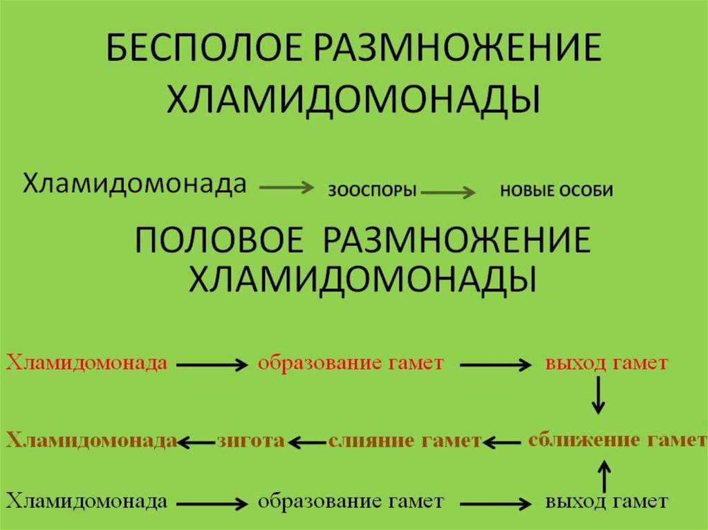 Размножение хламидомонады бесполое схема