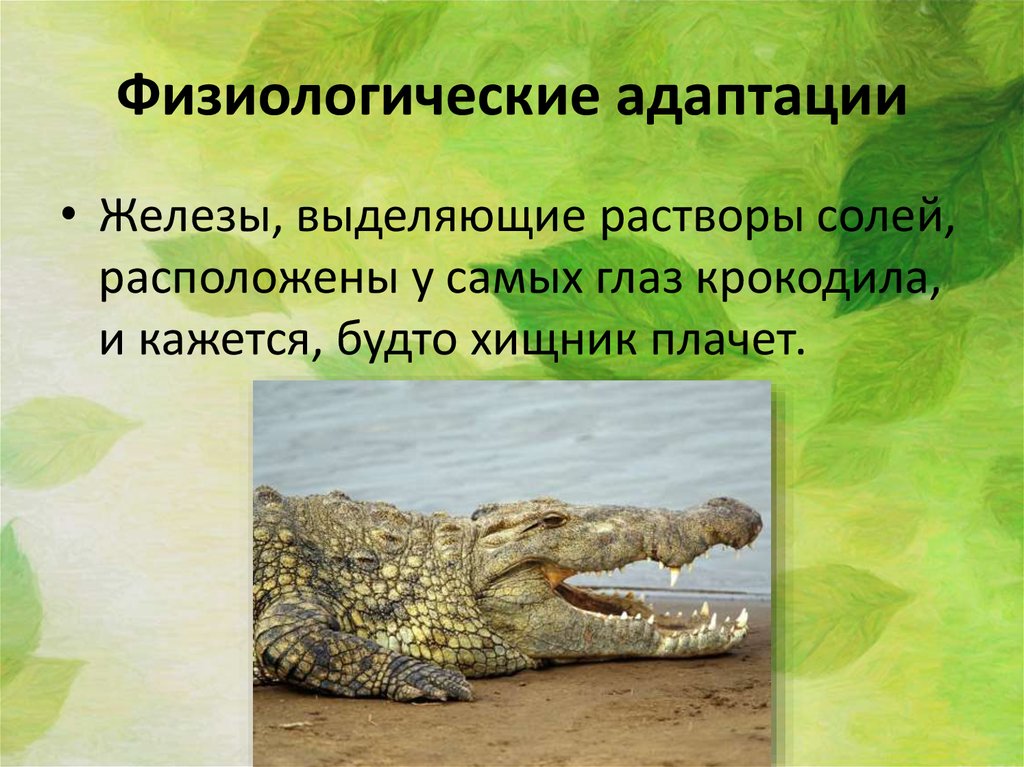 Особенности физиологической адаптации. Физиологические адаптации крокодила. Физиологические адаптации презентация. Физиологические адаптации животных. Физиологические приспособления животных.
