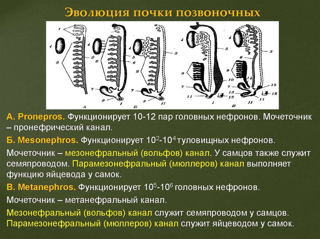 3 типа почек