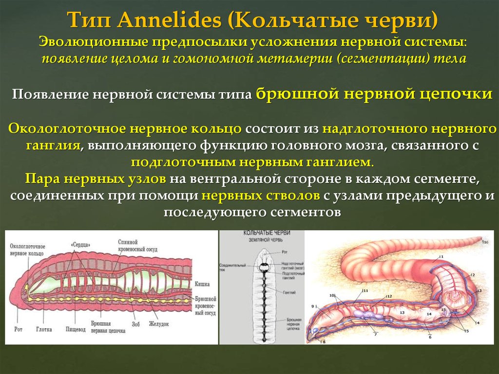 Усложнение червей. Метамерия кольчатых червей. Тип нервной системы у кольчатых червей. Эволюция кольчатых червей. Сегменты тела червя кольчатого.