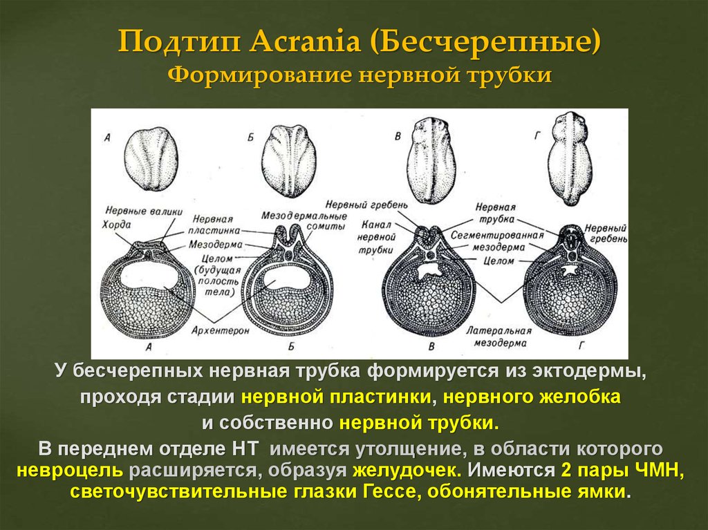 Плоды трубчатых. Формирование нервной трубки. Формирование нервной трубки у плода. Нервная трубка плода когда формируется. Основные направления эволюции нервной системы Подтип Acrania)..