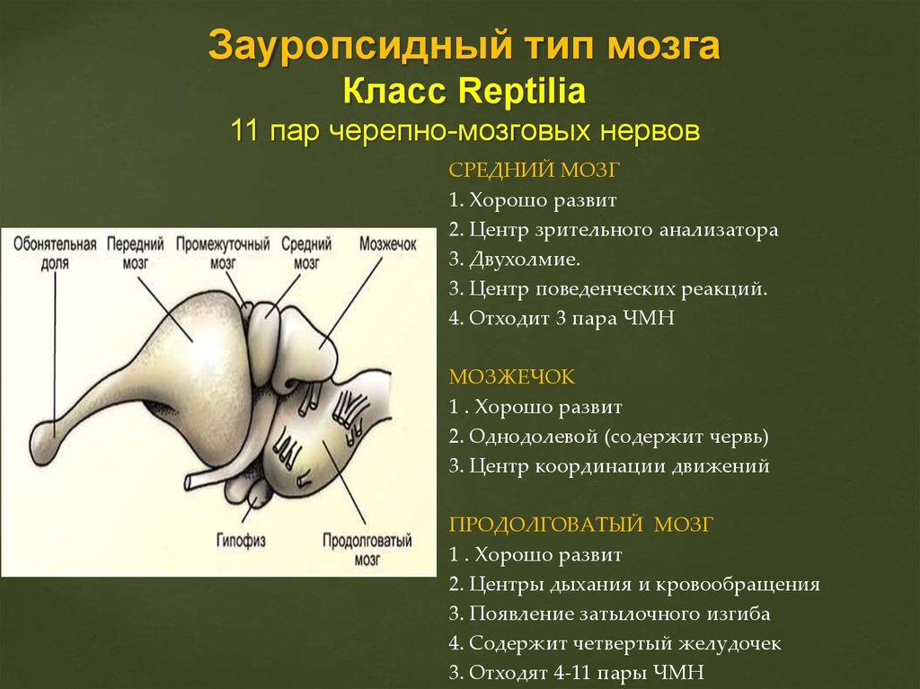 Средний мозг черепно мозговые нервы. Зауропсидный и маммальный Тип мозга. Зауропсидный Тип головного. Зауропсидный Тип головного мозга характерен для. Зауропсильный головной мозг.