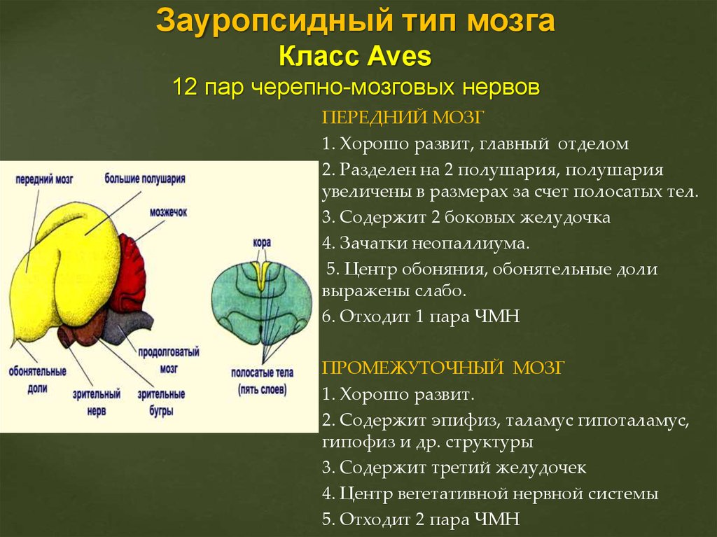 Типы мозгов. Ихтиопсидный Тип головного мозга. Строение маммального типа головного мозга. Зауропсидный Тип мозга характерен. Мозг зауропсидного типа.