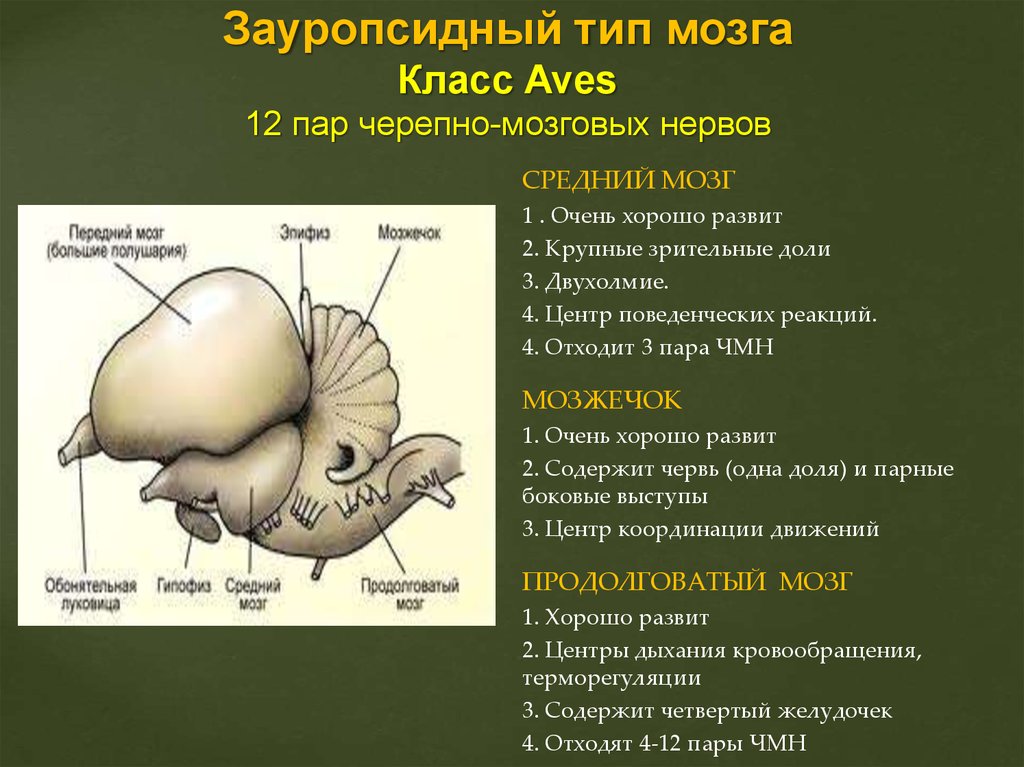 Зауропсидный Тип головного мозга. Ихтиопсидный Тип мозга характерен. Головной мозг 12 пар черепно мозговых нервов.