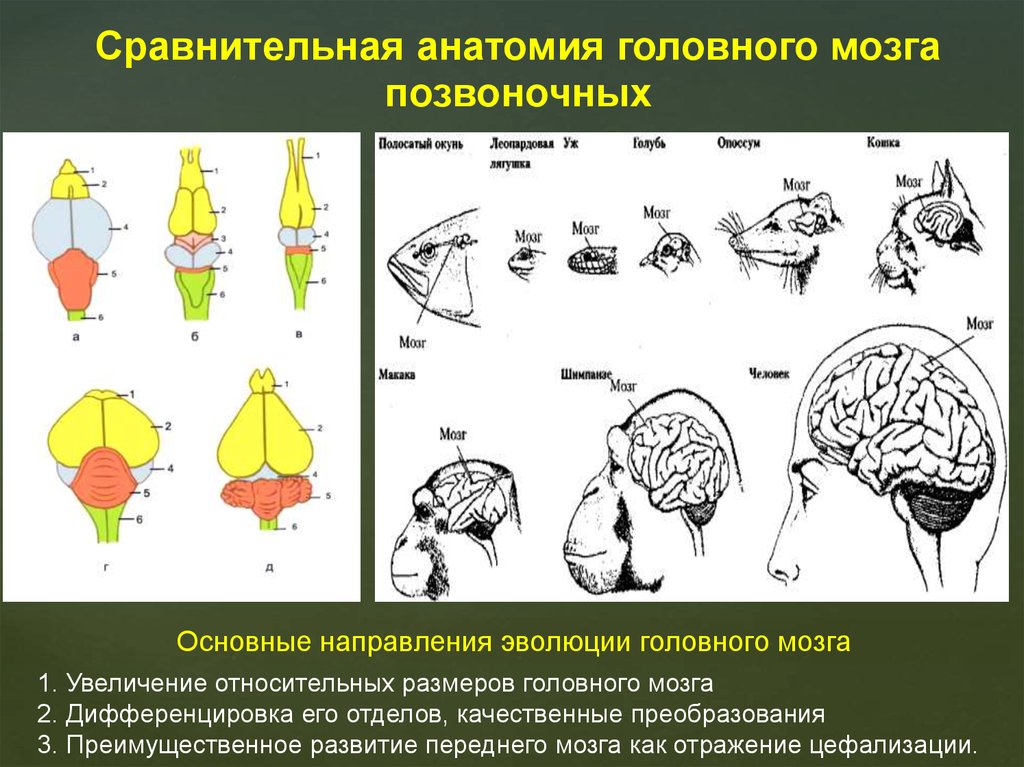 Мозг позвоночных сравнение. Схемы головного мозга позвоночных. Строение и Эволюция мозга позвоночных. Эволюция строения головного мозга животных. Эволюция головного мозга у позвоночных животных.