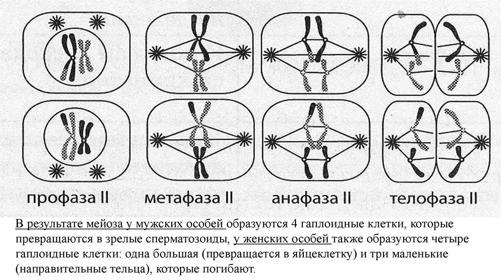 Мейоз профаза метафаза. Метафаза анафаза 2. Метафаза мейоза 1 схема. Мейоз 2 профаза метафаза анафаза телофаза. Метафаза мейоза 2.