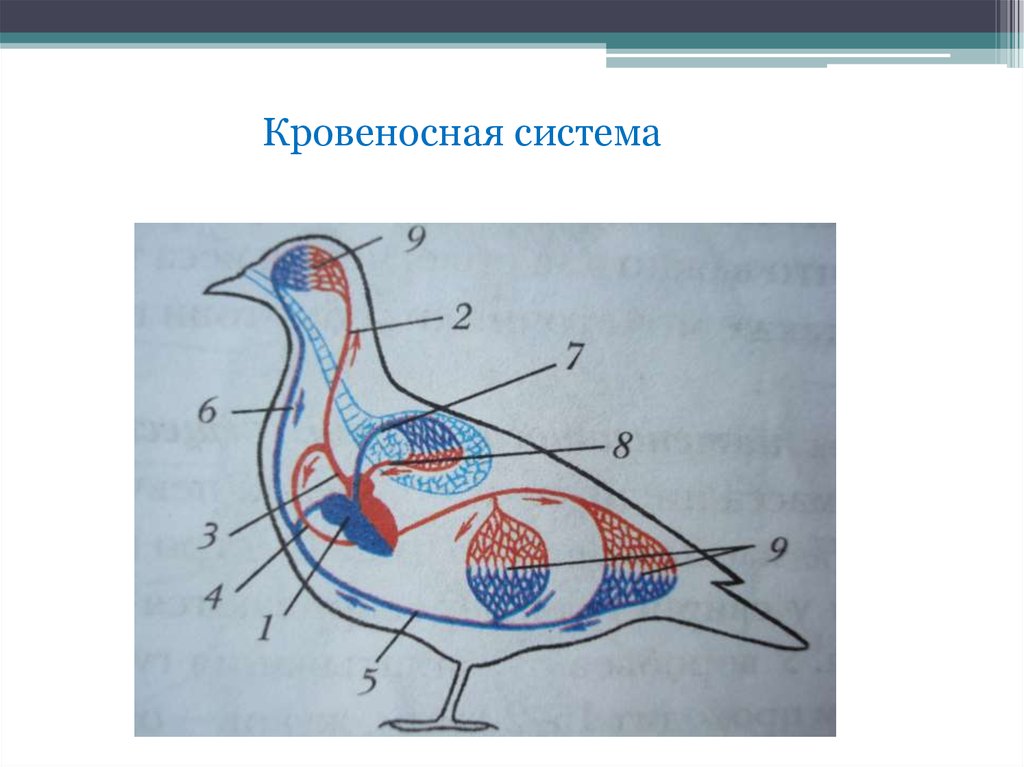 Органы кровообращения у птиц. Схема кровеносной системы птицы биология 7 класс.