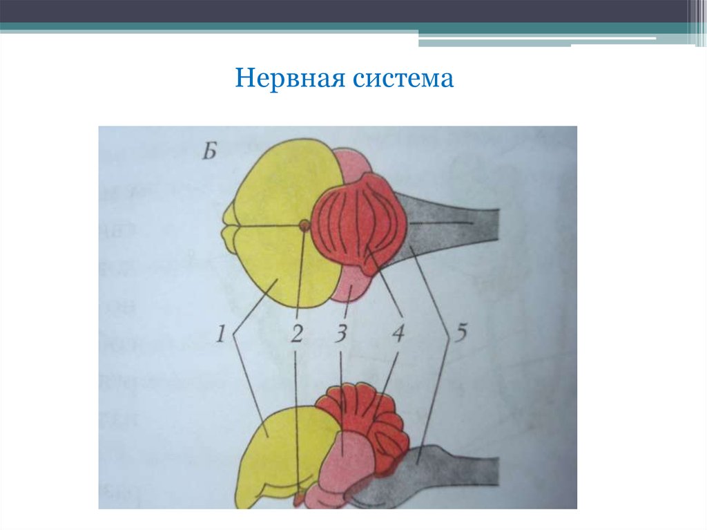 Нервная система