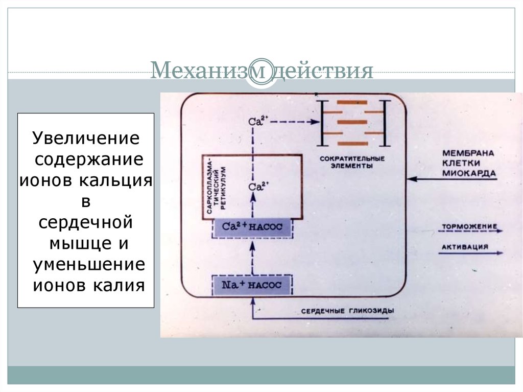 Средства влияющие на сердечно сосудистую систему презентация