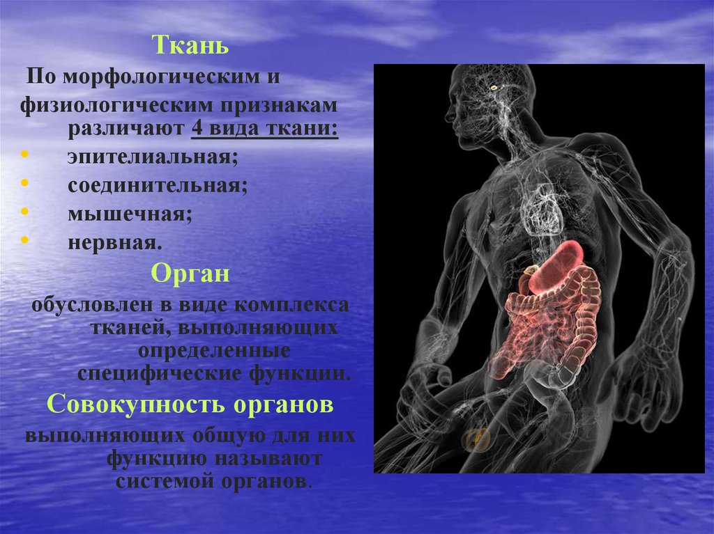 Биологические основы физической культуры. Совокупность органов выполняющих общую для них функцию называют. Совокупность органов, выполняющих общую для них функцию.. Виды тканей по морфологическим и физиологическим признакам. Специфические функции соединительной ткани обусловлены.