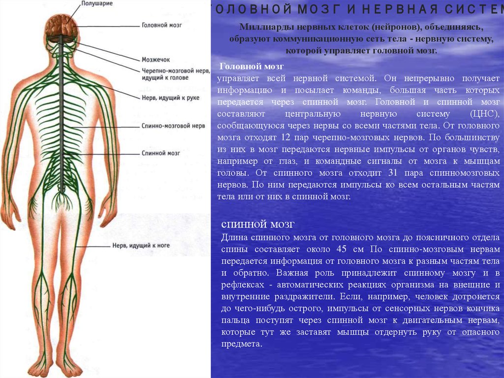 В какую систему органов входит мозг. Нервная система. Нервная система человека. Головной и спинной мозг нервы. Нервная система головной и спинной мозг.