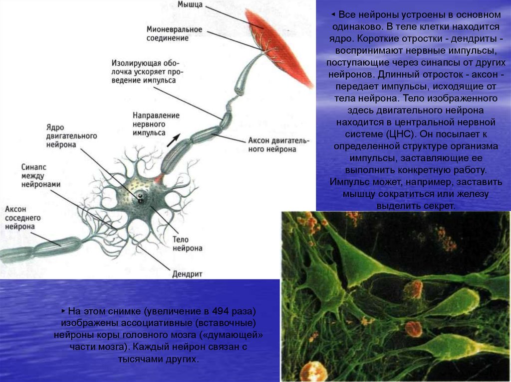 Аксон двигательного нейрона. Состав тела нервной клетки. Как работает Нейрон. Вставочный Нейрон фото.