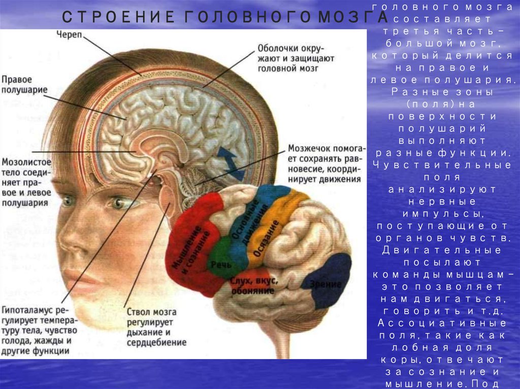Мозг находится в голове. Мозжечок головного мозга человека. Части мозжечка головного мозга. Расположение головного мозга в черепе. Мозжечок где находится.