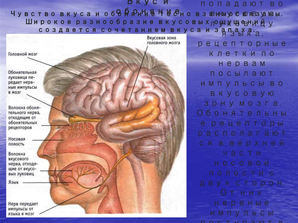Обонятельные зоны мозга. Центральный отдел обонятельного анализатора расположен в. Обонятельный и вкусовой анализаторы мозг. Обонятельная зона расположена в мозге. Мозг восприятие вкуса и обоняния.