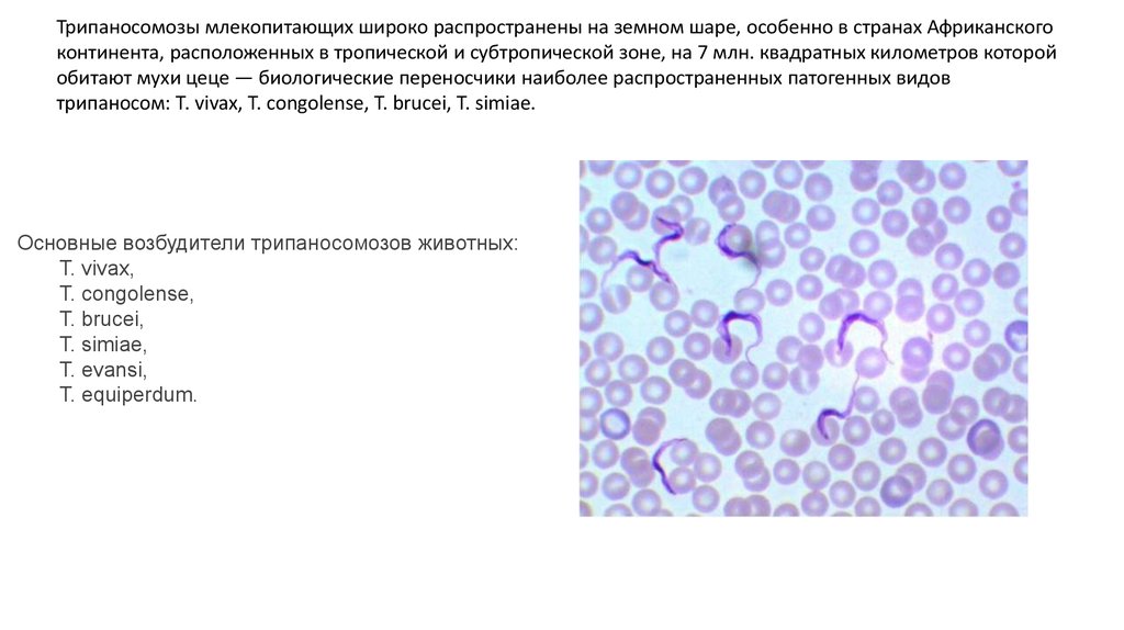 Микология презентация 5 класс