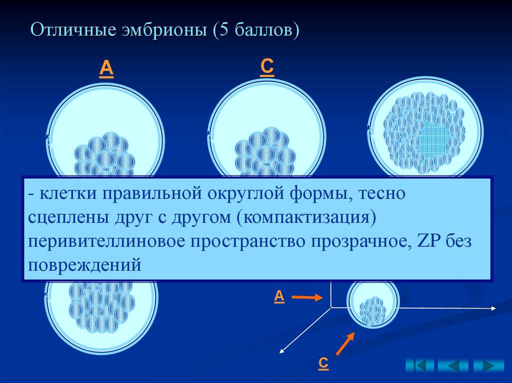 Клетки правильно. Стадия компактизации эмбриона. Образование перивителлинового пространства. Перенос эмбриона на стадии компактизации. Компактизация эмбриона на 4 сутки.