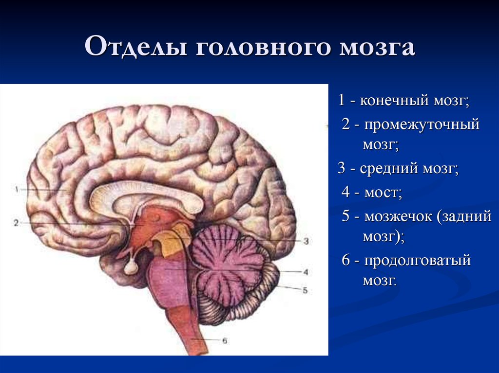 Задний головной мозг включает. Топография отделов головного мозга. Отделы головного мозга снизу вверх. Перечислите 6 отделов головного мозга. Головной мозг состоит из 5 отделов.