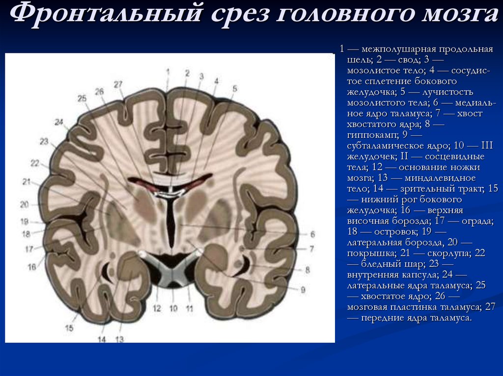 Схема расположения внутренней капсулы и базальных ядер