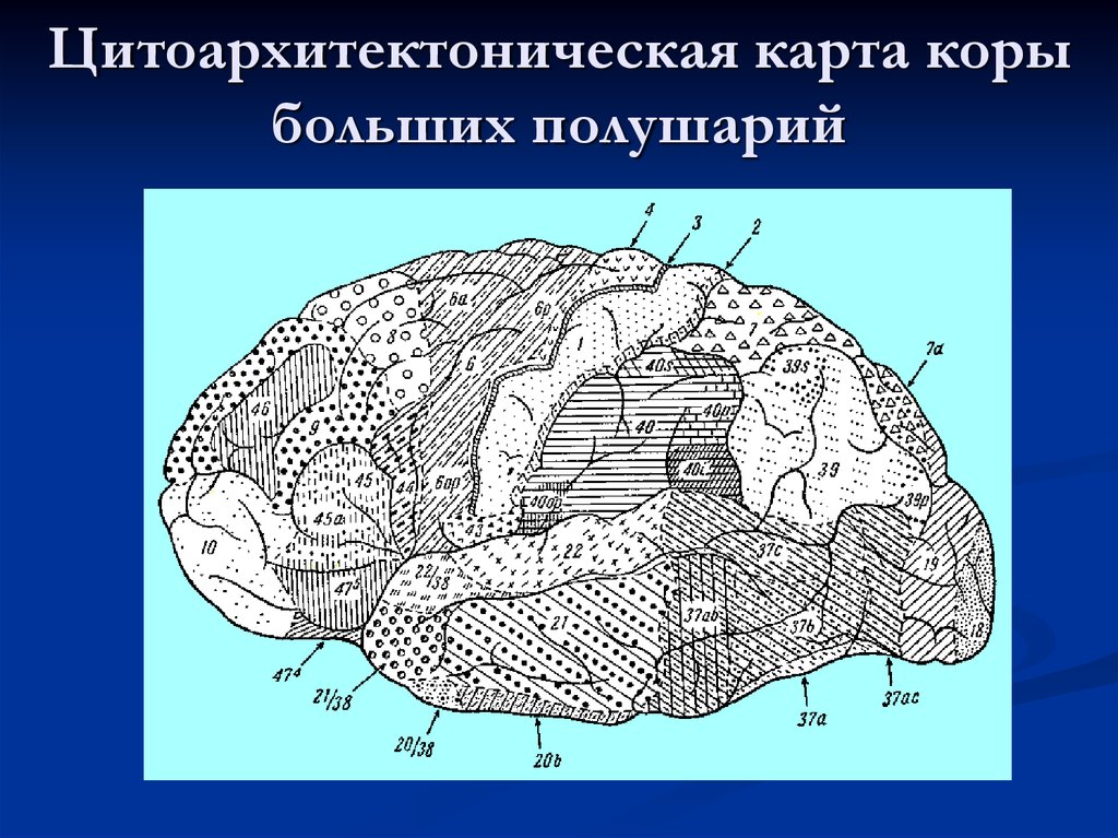 Карта мозга. Цитоархитектоника коры больших полушарий. Цитоархитектонические поля Бродмана. Карта полей коры больших полушарий по Бродману. Цитоархитектоника коры (поля коры по Бродману).