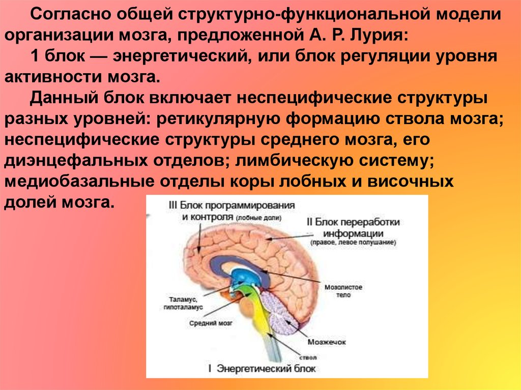 Неспецифические изменения мозга. 1 Функциональный блок мозга Лурия. Блоки мозга по Лурия 1 блок. Второй функциональный блок мозга структуры. 1 Блок головного мозга по Лурия функции.