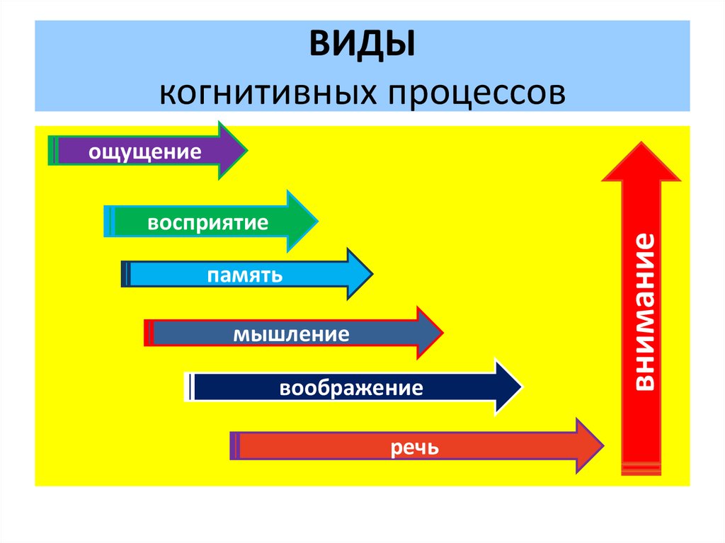 Внимание память воображение. Когнитивные процессы. Виды когнитивных процессов. Когнитиьивнве процесса. Когнитивные процессы в структуре профессиональной деятельности.