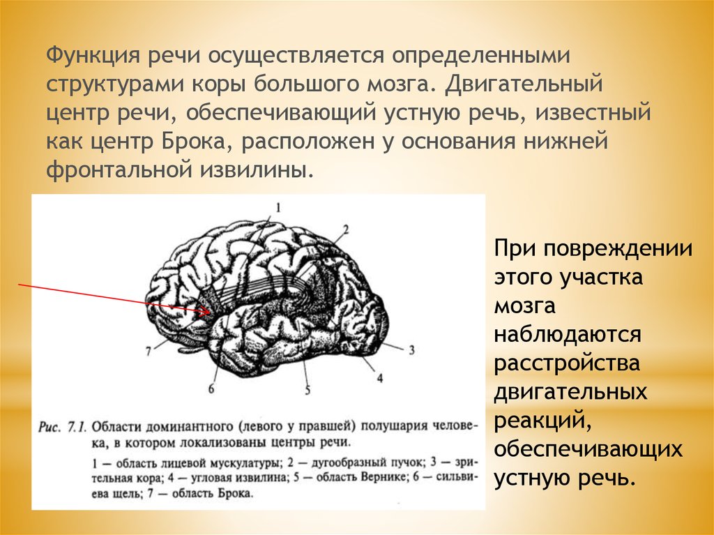 Сигнальная система головного мозга. Мозг центр Брока и Вернике. Речевые зоны коры головного мозга Брока. Строение головного мозга центр Верника. Центр Вернике Брока двигательный центр коры.