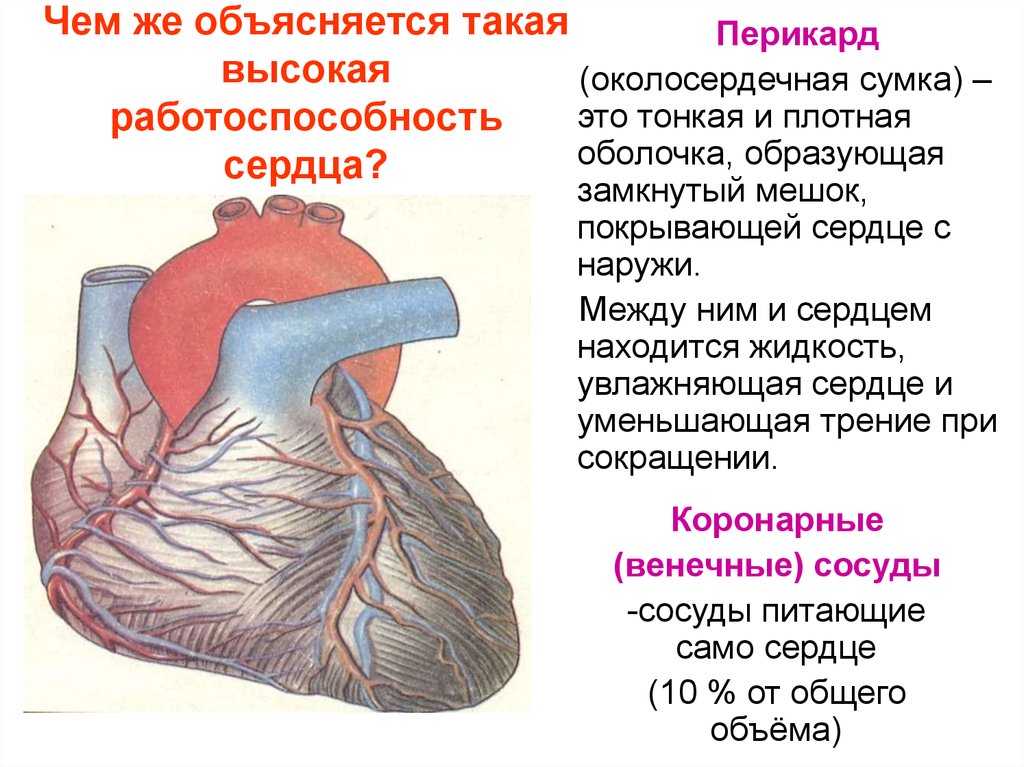 Презентация на тему сердце