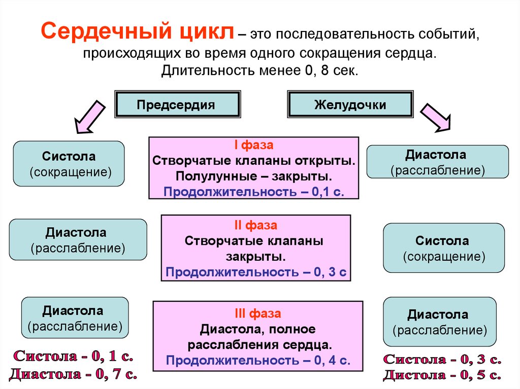 Рассмотрите рисунок на котором представлена схема сердечного цикла как называется фаза 2