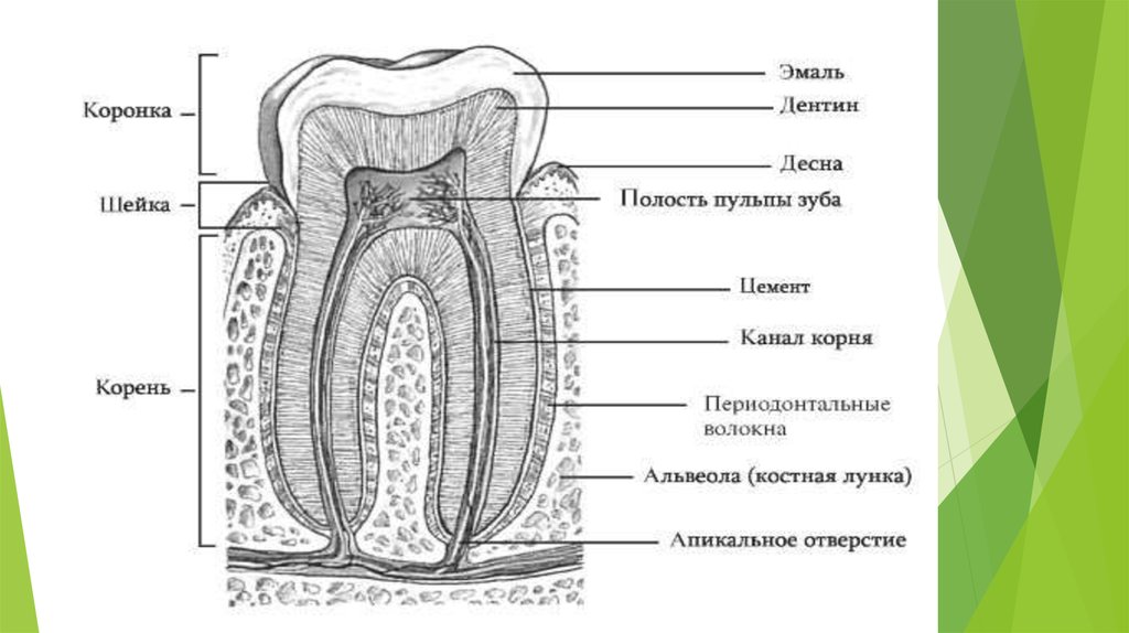 Пульпа зуба презентация