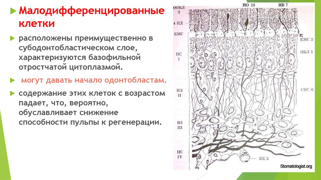 Пульпа зуба презентация