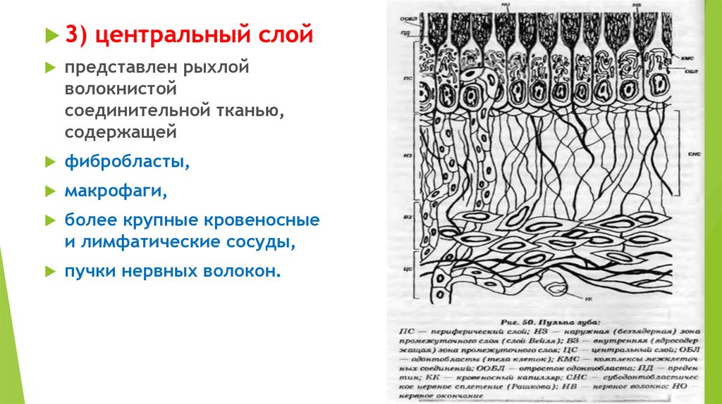 Строение пульпы презентация