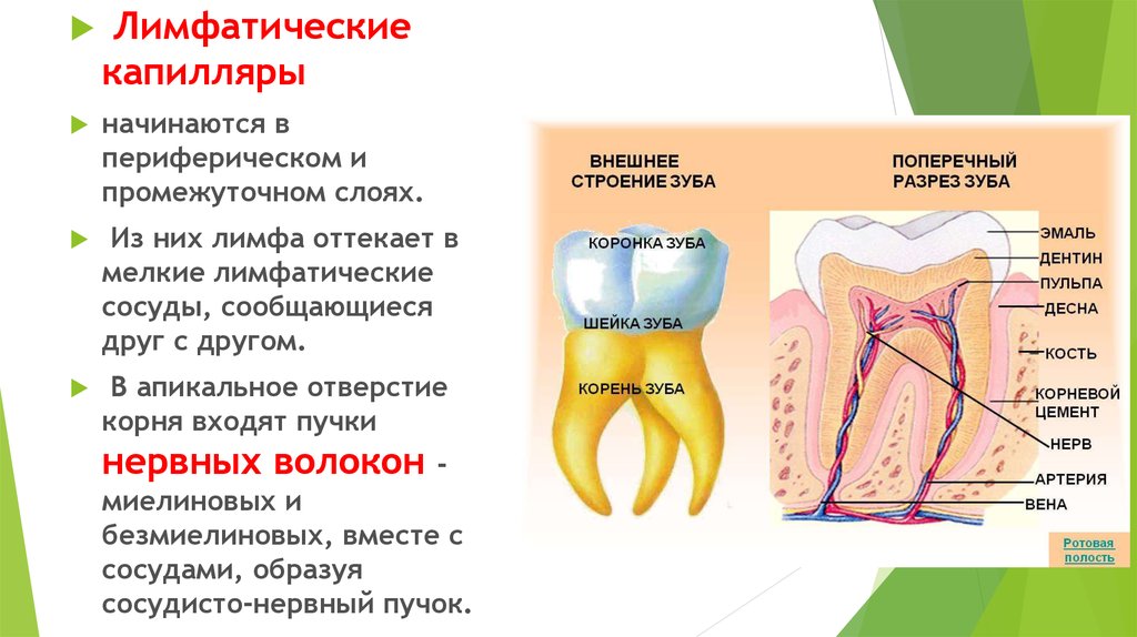 В какую систему входит зуб. Лимфатические сосуды зуба. Лимфатические сосуды пульпы. Лимфатические капилляры пульпы. Строение пульпы.