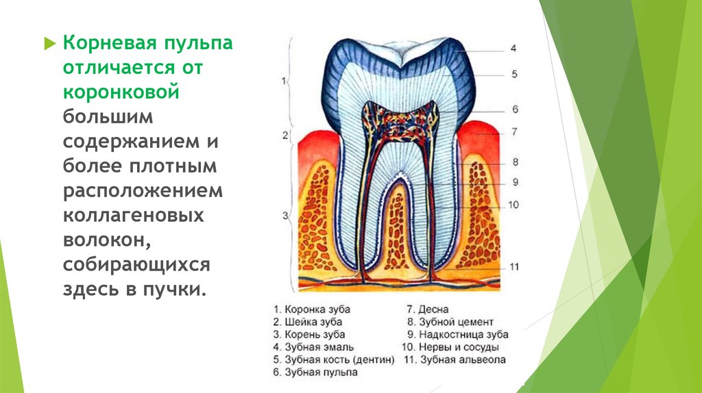 Пульпа зуба презентация