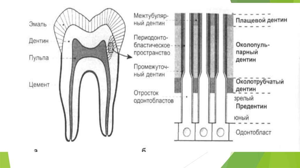 В чем особенность строения дентина какую. Строение зуба схема 2 слоя дентина. Строение дентина зуба гистология. Строение зуба дентин анатомия. Строение зуба эмаль дентин цемент пульпа.