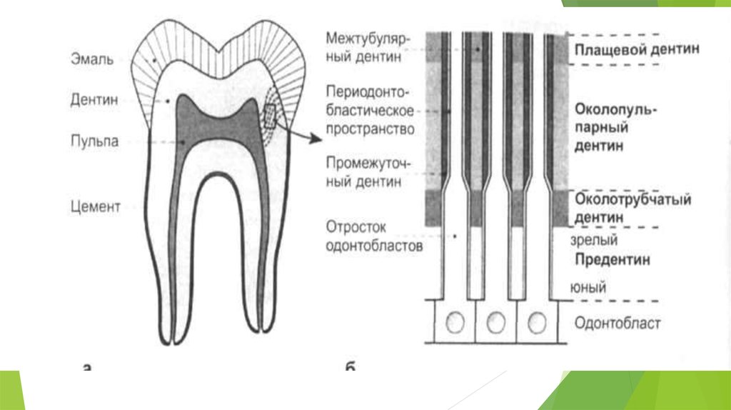 Схема строения зуба гистология