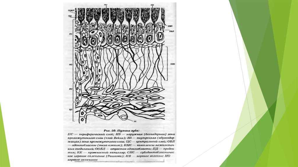 Строение пульпы презентация