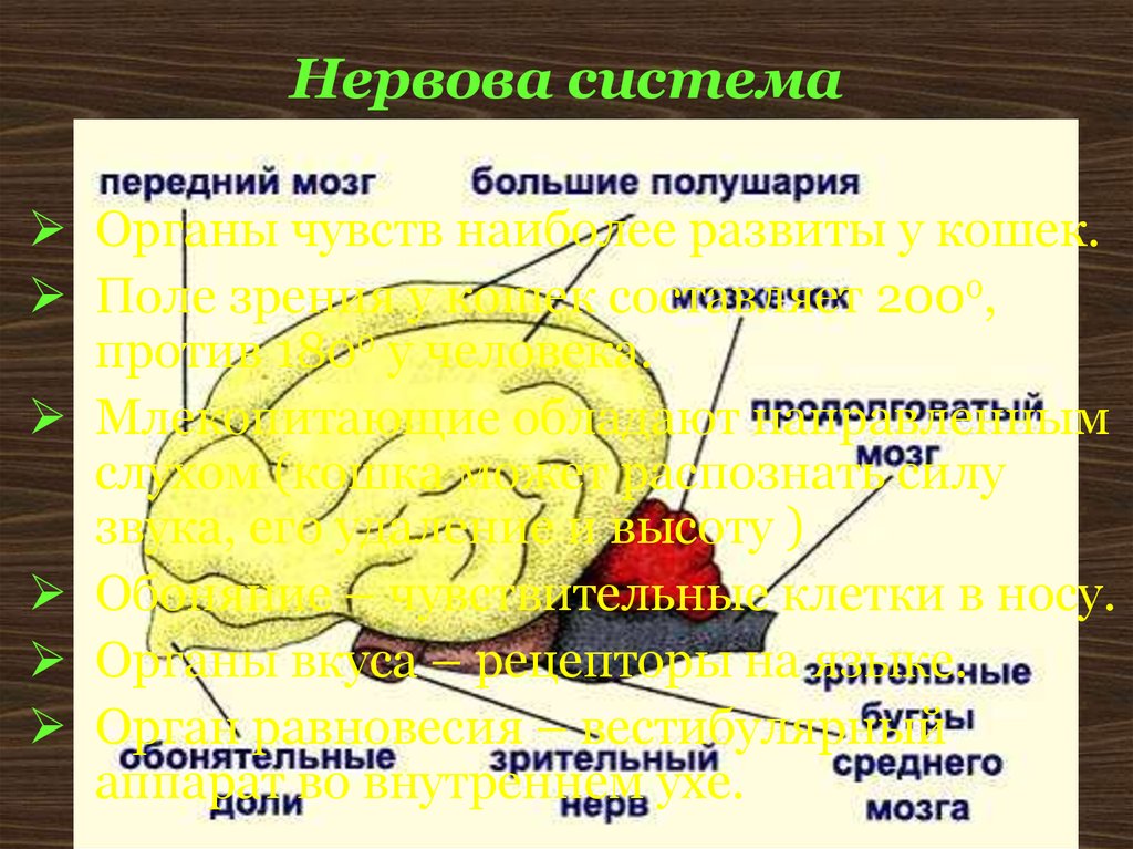 Укажите какой цифрой обозначена часть мозга млекопитающего. Головной мозг млекопитающих 7 класс биология. Отделы мозга млекопитающих. Строение головного мозга млекопитающих. Названия отделов головного мозга млекопитающих.