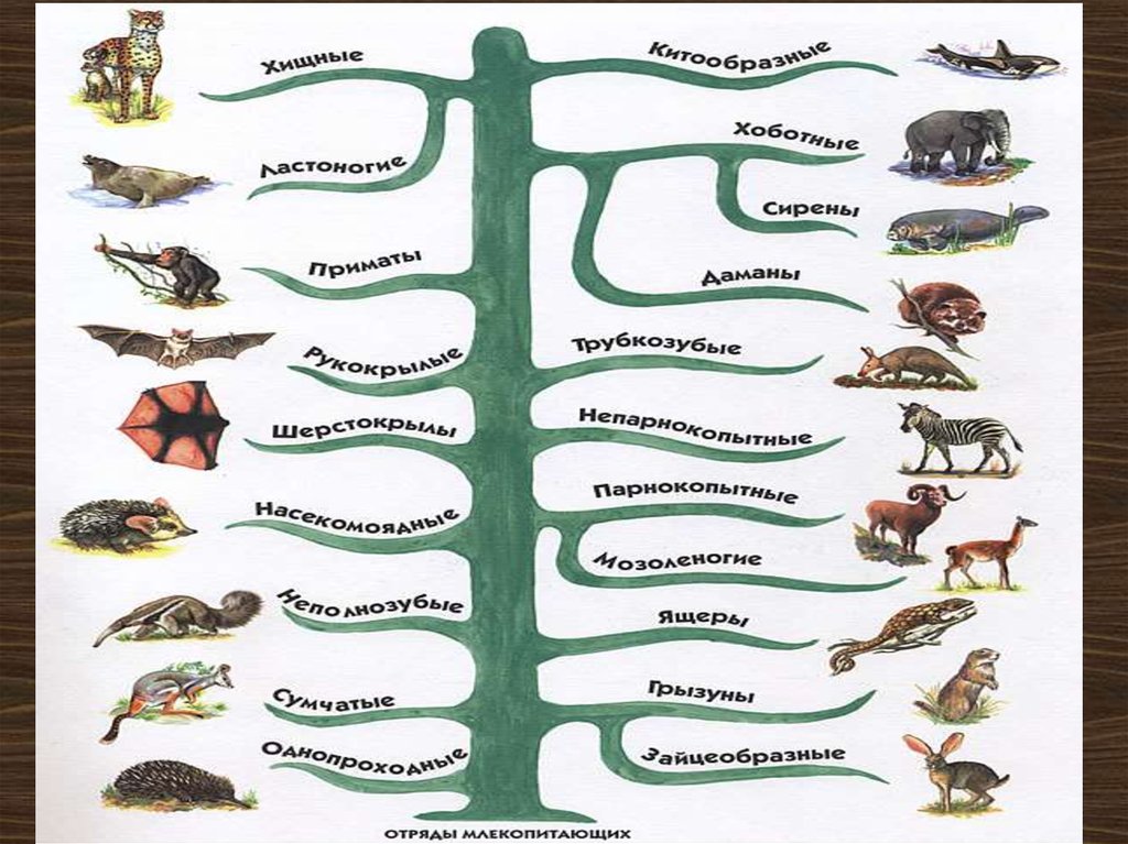 Эволюция классов животных. Классификация млекопитающих схема. 7 Класс биология классификация класса млекопитающих. Классификация млекопитающих 7 класс биология схема. Класс млекопитающие отряды.