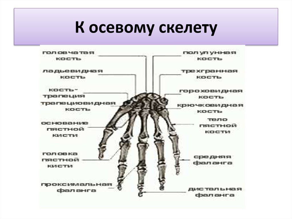 К внутреннему скелету относятся. Осевой скелет части их строение. Осевой скелет добавочный скелет. Осевая часть скелета человека. Строение осевого и добавочного скелета.